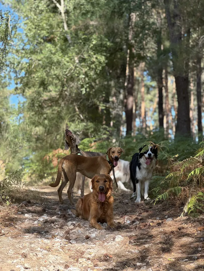 Des chiens sur un sentier forestier