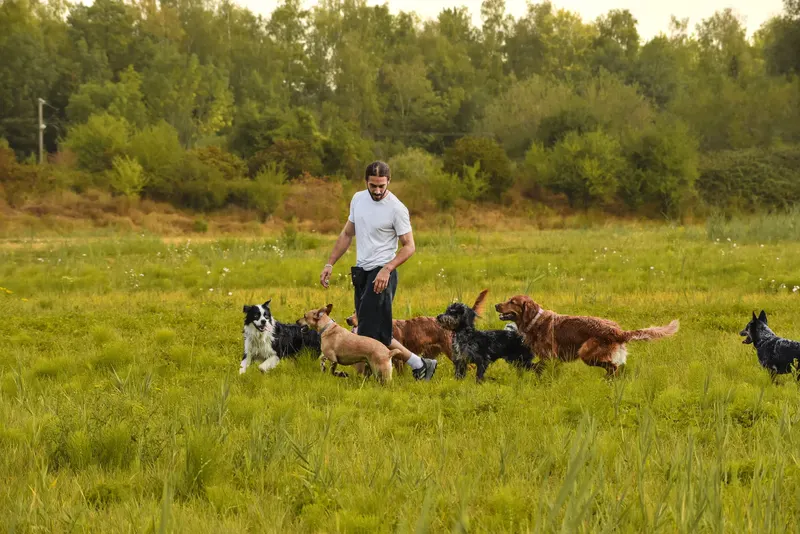 Leyth entouré des chiens dans une prairie