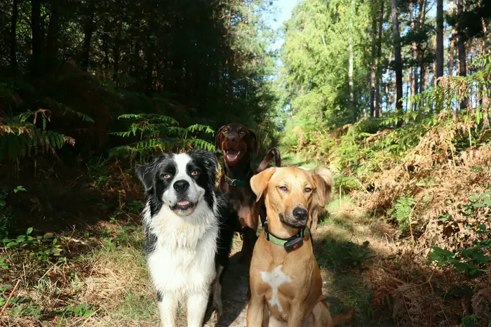 Chien en balade — Pack Confort