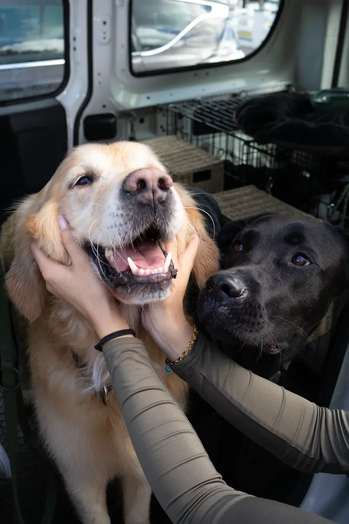 Chien en balade — Pack Premium