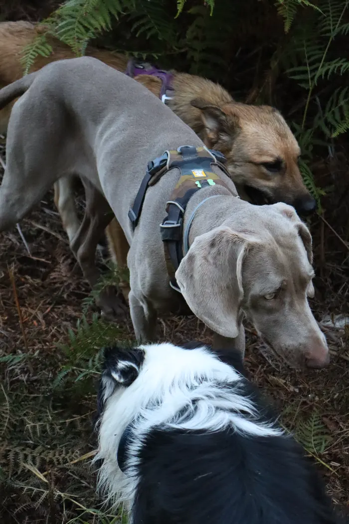 Chien en balade — Réservation spontanée