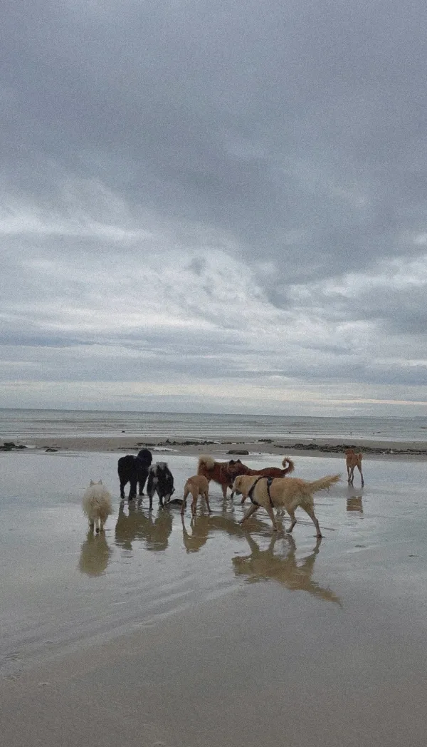 Les chiens de la meute en balade