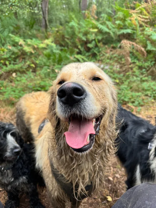 Les chiens de la meute en balade