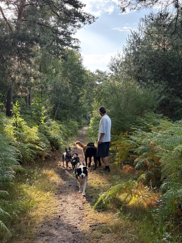 Les chiens de la meute en balade