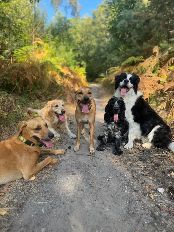 Les chiens de la meute en balade