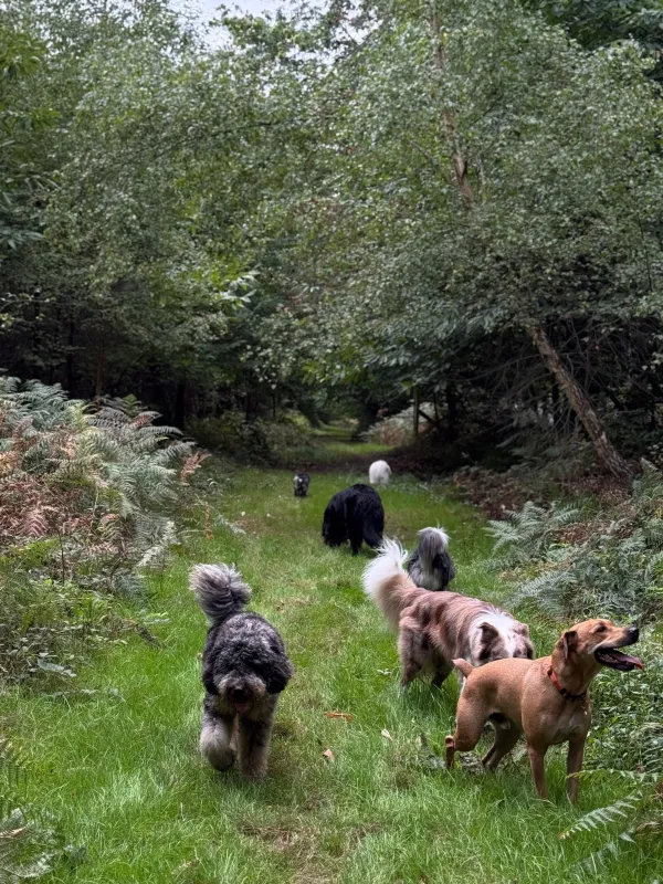 Les chiens de la meute en balade