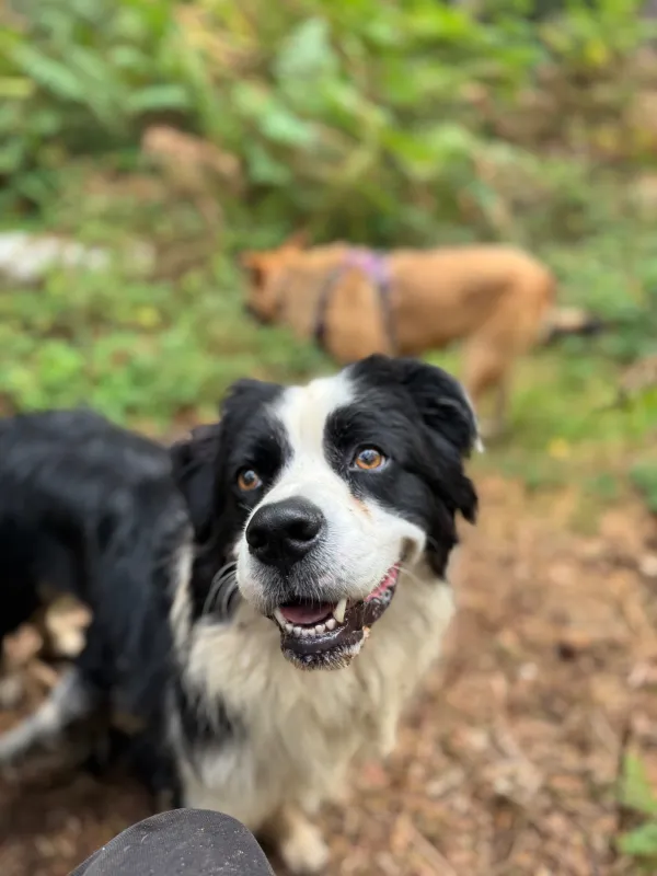 Les chiens de la meute en balade
