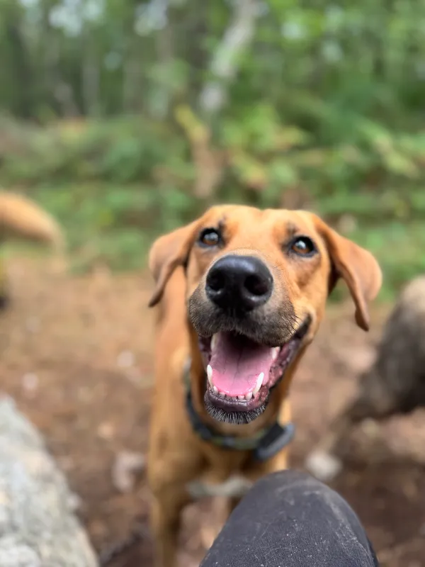 Les chiens de la meute en balade