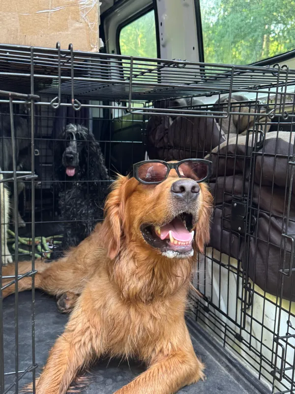 Les chiens de la meute en balade