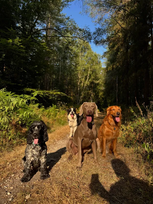 Les chiens de la meute en balade