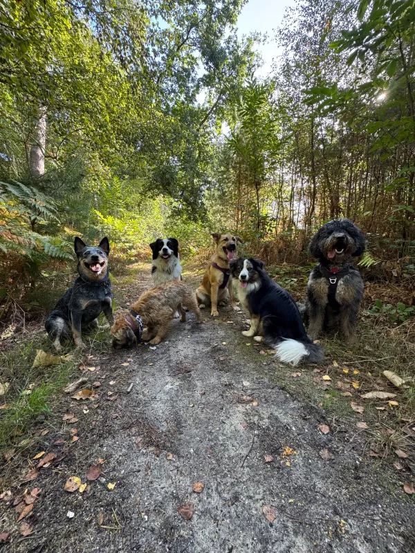 Les chiens de la meute en balade