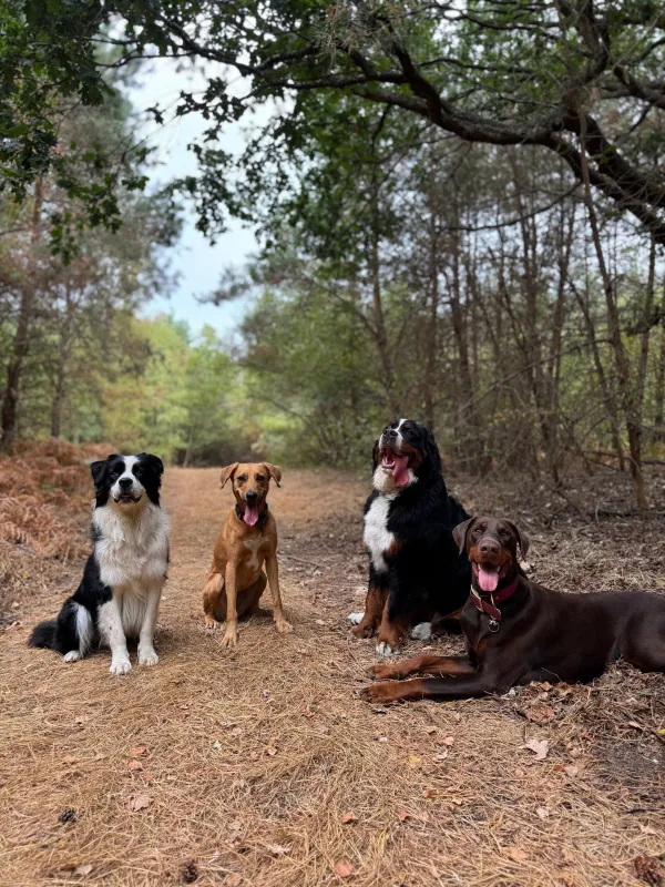 Les chiens de la meute en balade