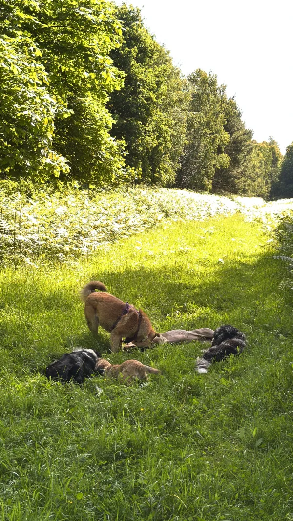 Les chiens de la meute en balade
