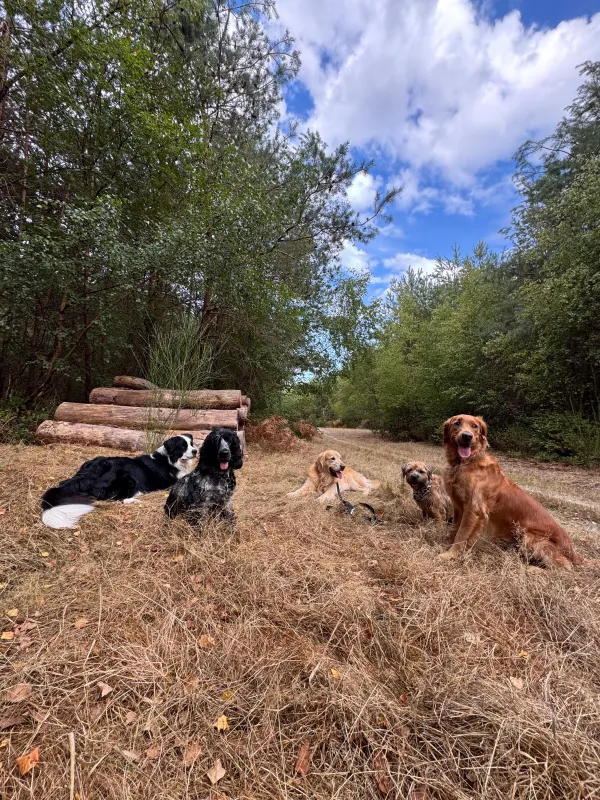 Les chiens de la meute en balade