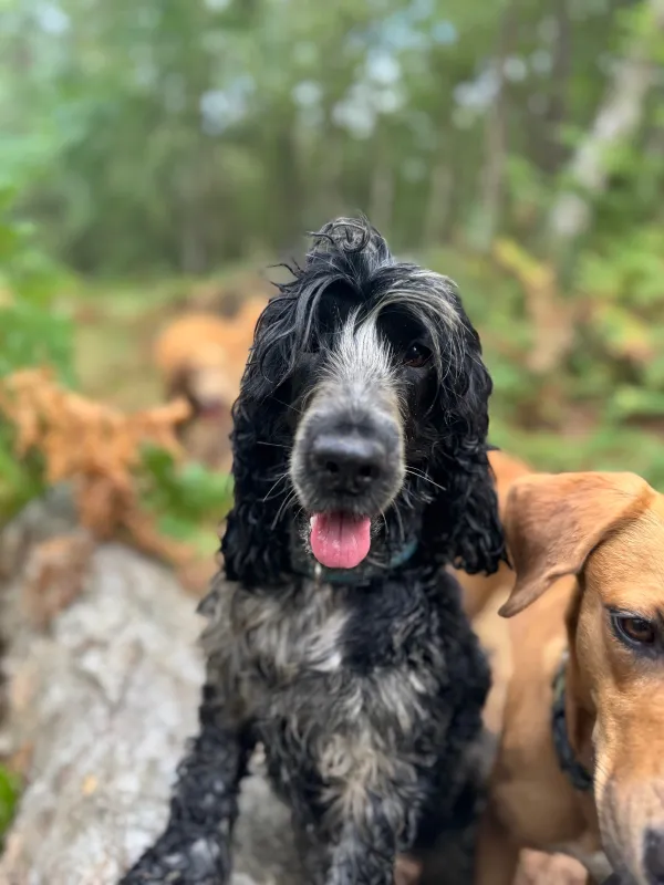 Les chiens de la meute en balade