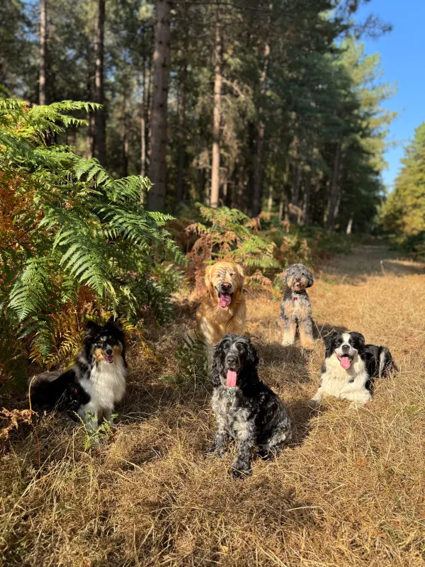 Les chiens de la meute en balade