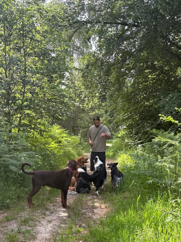 Les chiens de la meute en balade