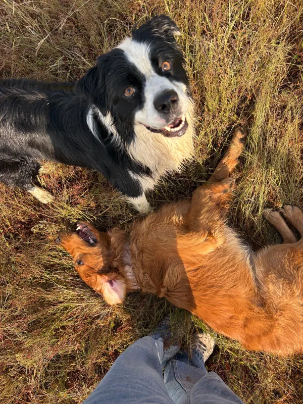 Les chiens de la meute en balade