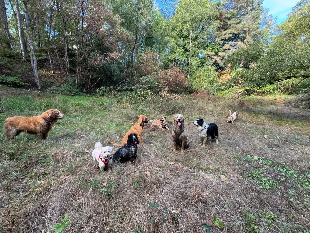 Les chiens de la meute en balade