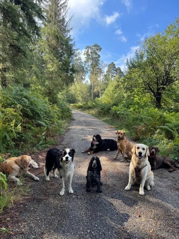 Les chiens de la meute en balade