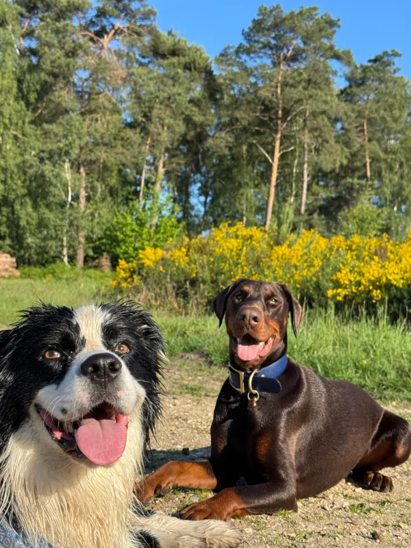 Les chiens de la meute en balade