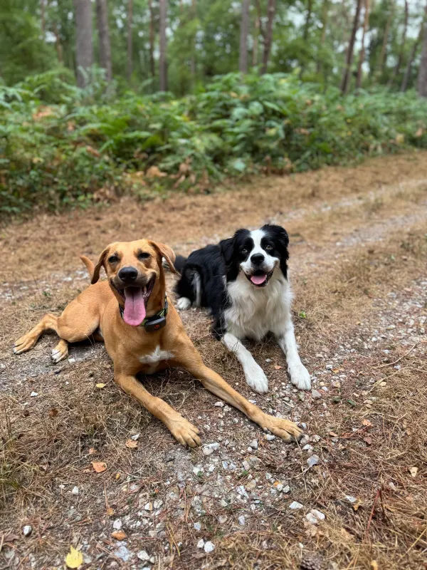 Les chiens de la meute en balade