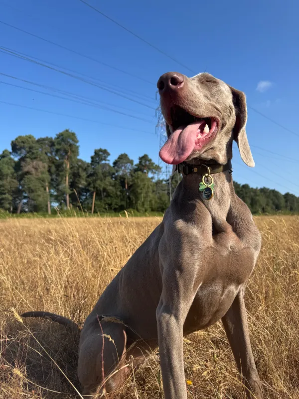 Les chiens de la meute en balade