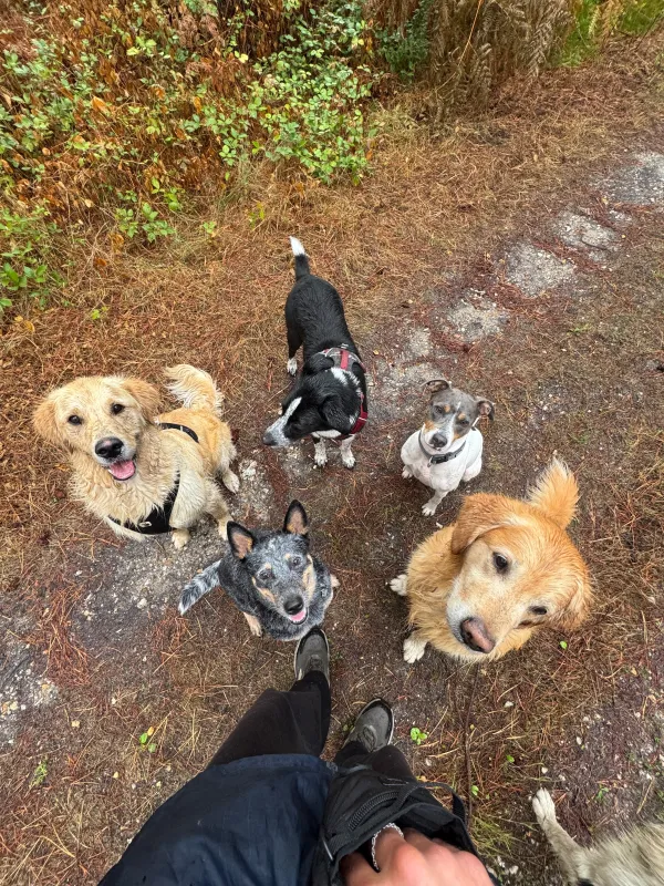 Les chiens de la meute en balade