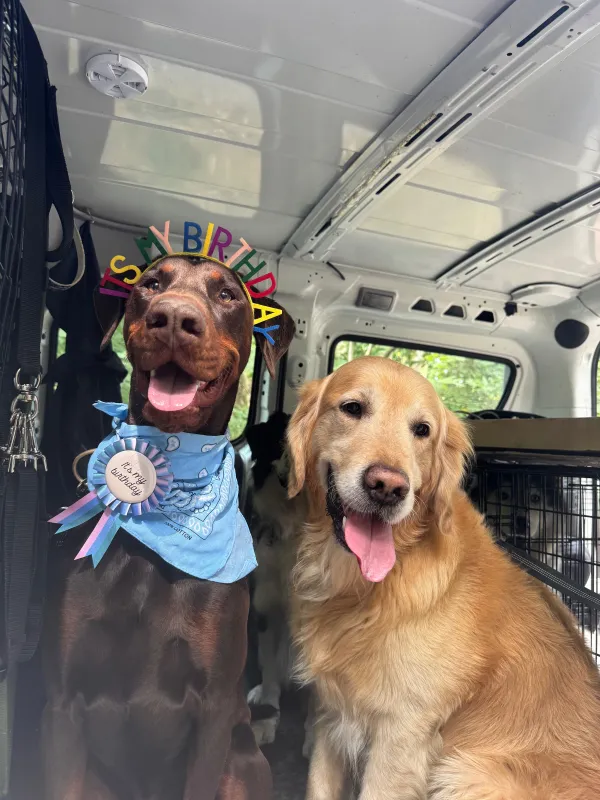 Les chiens de la meute en balade