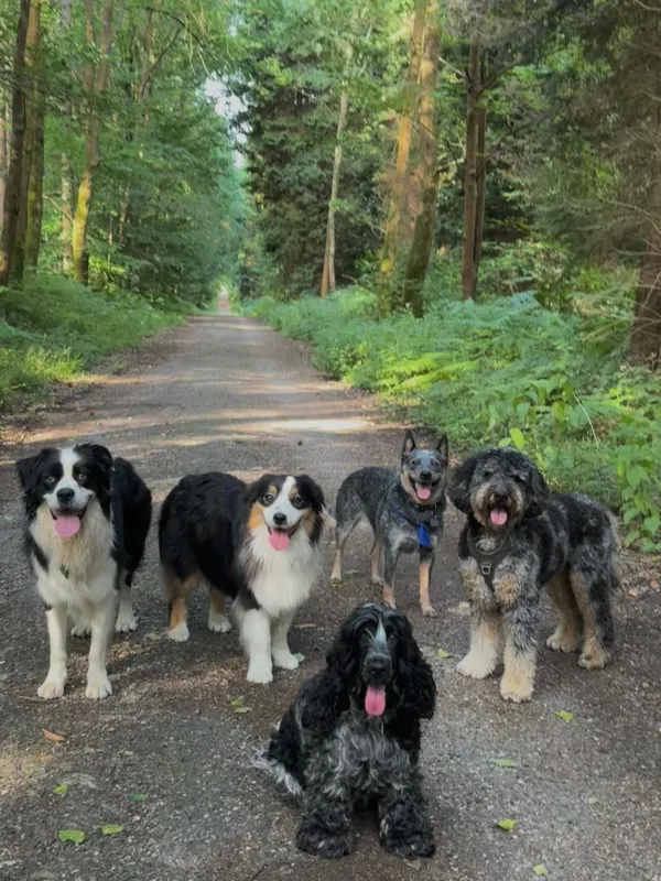 Les chiens de la meute en balade