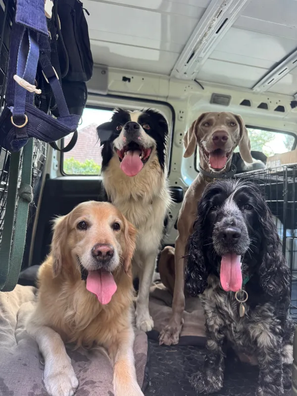 Les chiens de la meute en balade