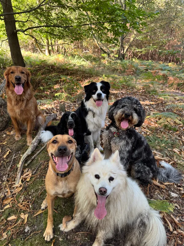 Les chiens de la meute en balade