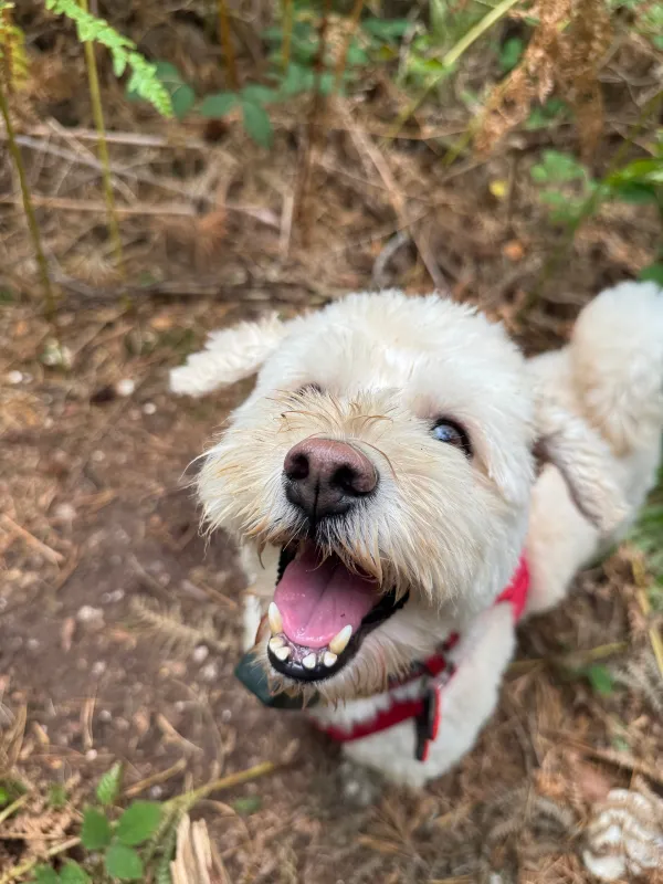 Les chiens de la meute en balade