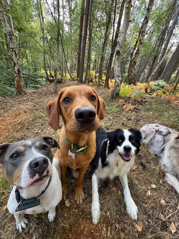 Les chiens de la meute en balade