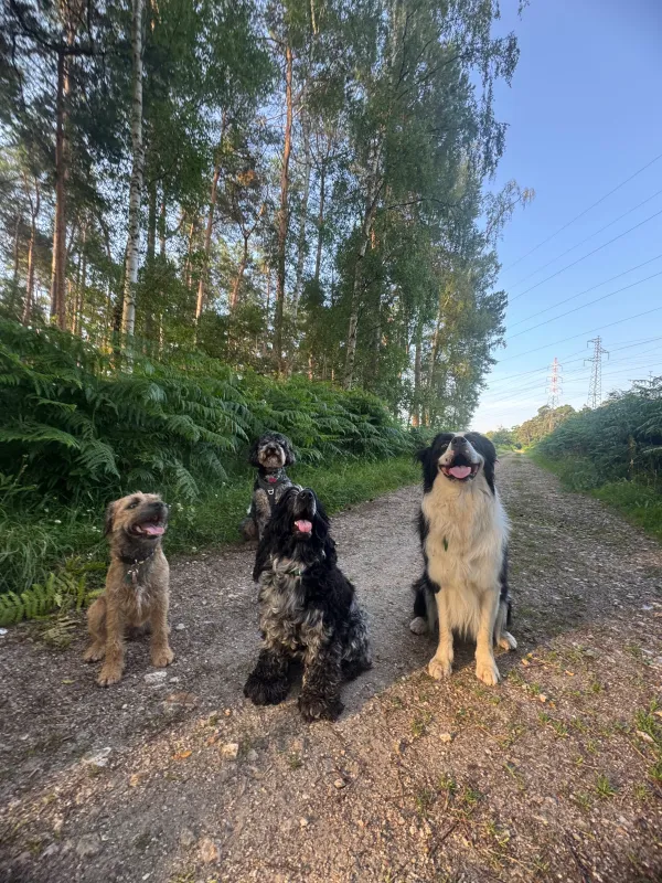 Les chiens de la meute en balade