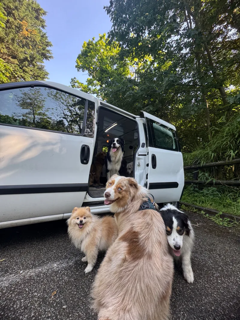 Deux chiens à la fenêtre d'un véhicule de transport
